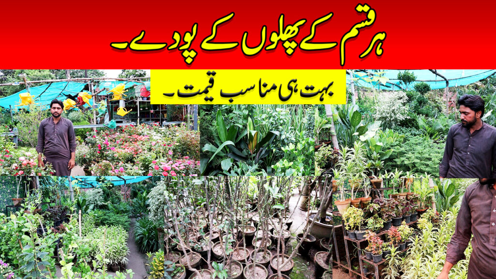 Plant Nursery Flower Fruit Trees On Wholesale Price