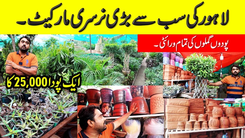 Unique Plants Pots Plant Nursery In Lahore