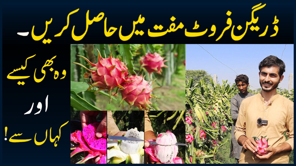 Dragon Fruit Farm In Pakistan Lahore & Karachi - Dragon Fruit Farming - Dragon Fruits & Plants - Free Dragon Fruit