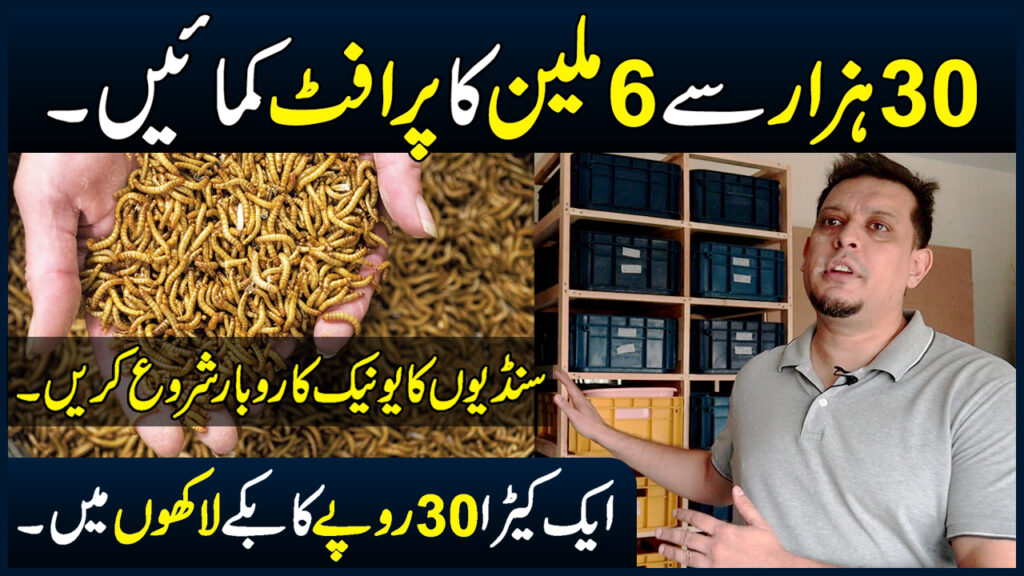 Mealworms Business In Pakistan – Mealworm Farm