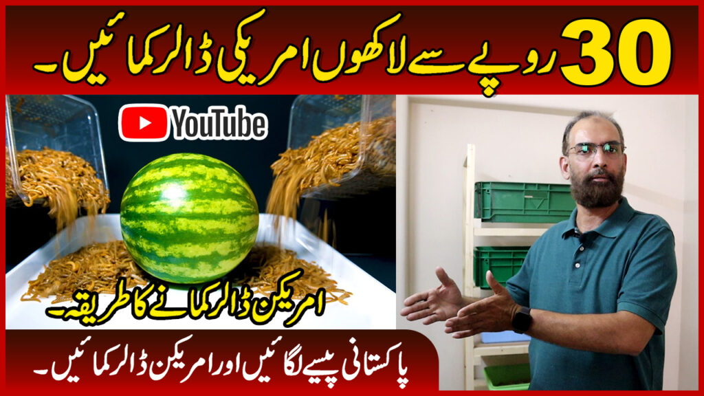 Mealworms Business Idea Timelapse Investment PKR And Earn USD High Profit Mealworm Farm Farming