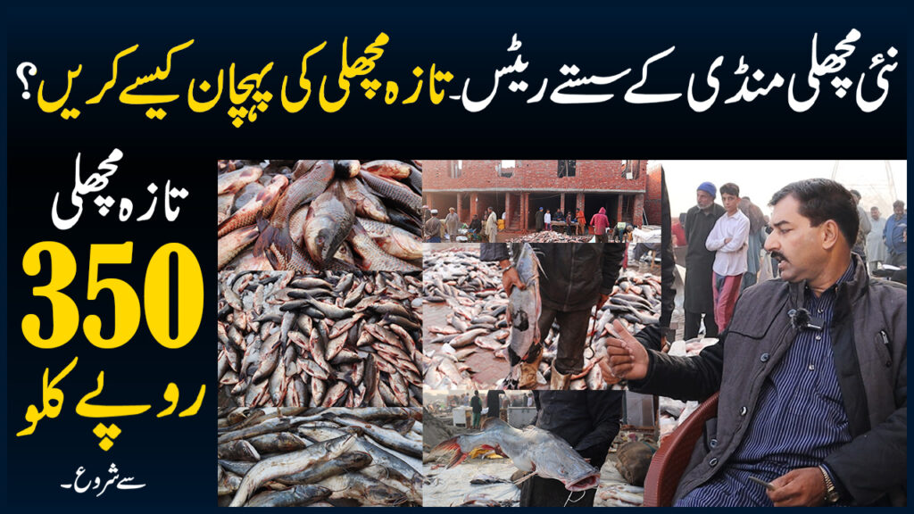 New Fish Market in Lahore Pakistan - Fish Wholesale Market - Fish Market Rates