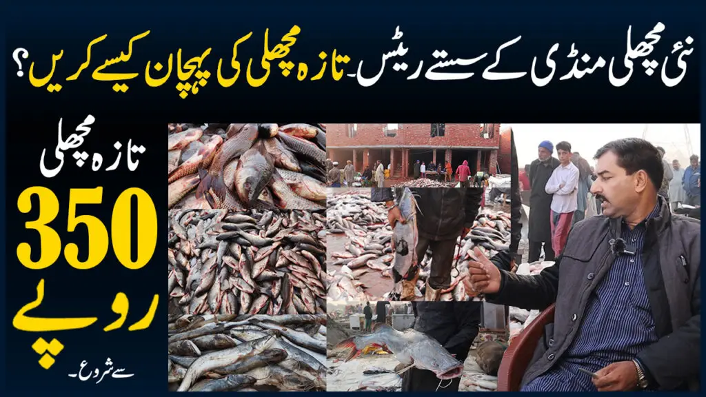 Machli Mandi Rohu Fish, Mali, Sole, Singhara, Thela, Catfish, Salmon, Jhinga Price Fish Market Voice