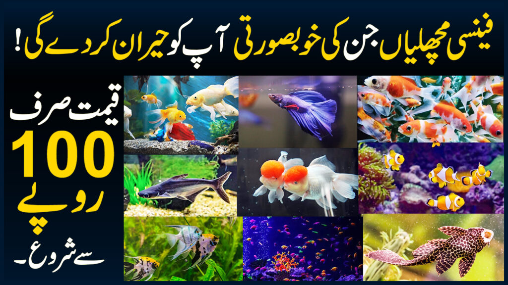 Fish Aquarium Shop Aquarium Fish Price in Pakistan All Kind Of Fishes Tank Accessories