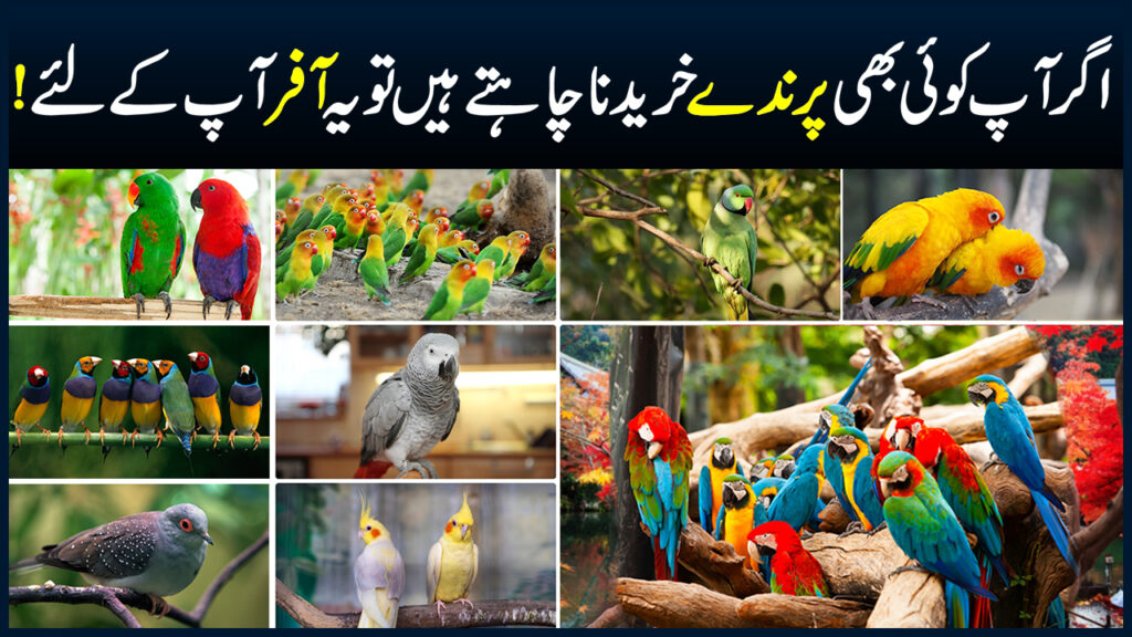 Bird Market Lahore African Grey Parrot, Macaw, Cocktail, Ringneck, Raw Sun Conure Birds Chicks Price