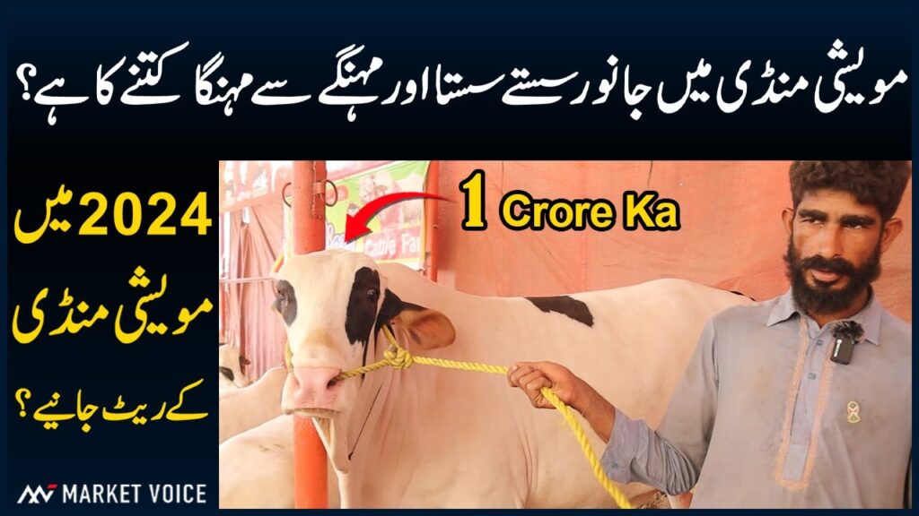 Mawashi Mandi 2024 – Cattle Market – Bakra Mandi – Cow Mandi Ke Khoobsurat Qurbani Ke Janwar